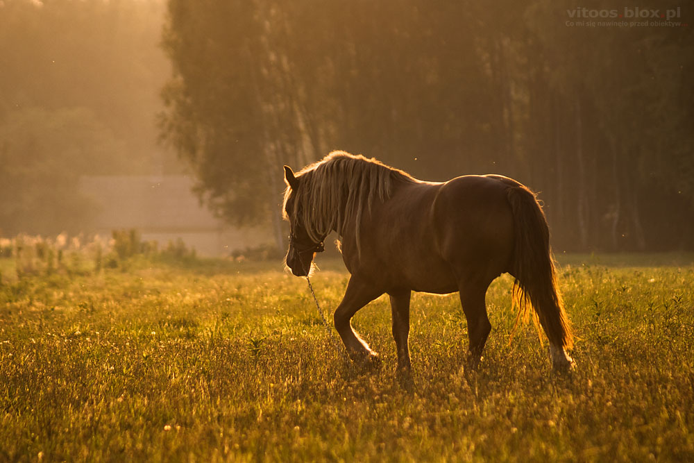 Fot. Witold Ochał, Krzywa, koń na pastwisku