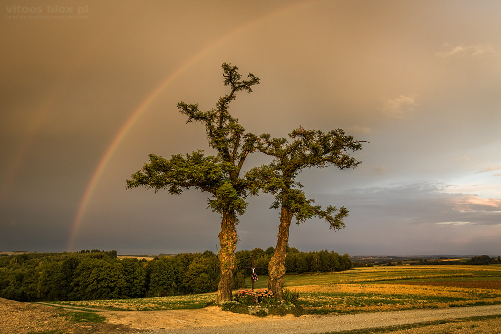 Fot. Witold Ochał, tęcza nad akacjami, Nockowa
