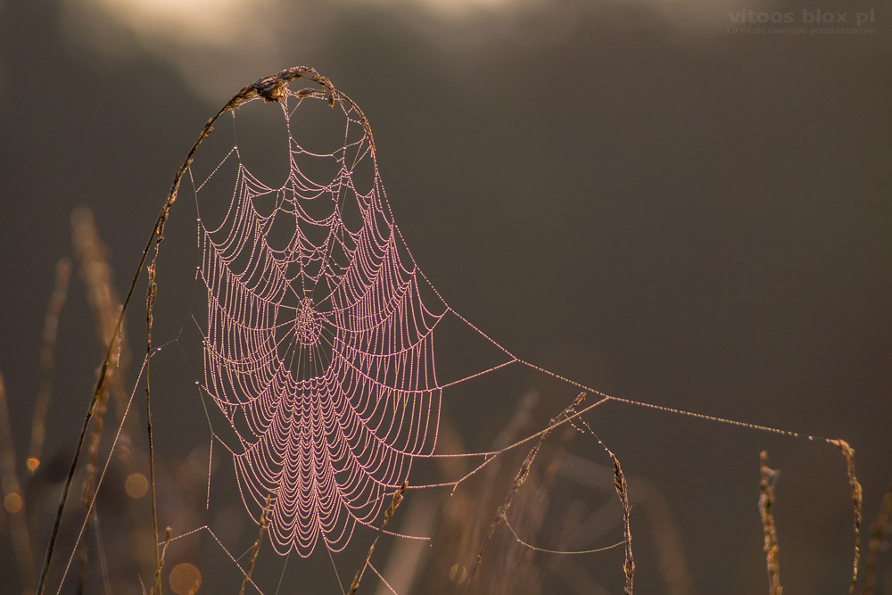 Fot. Witold Ochał, pajęczyny o poranku