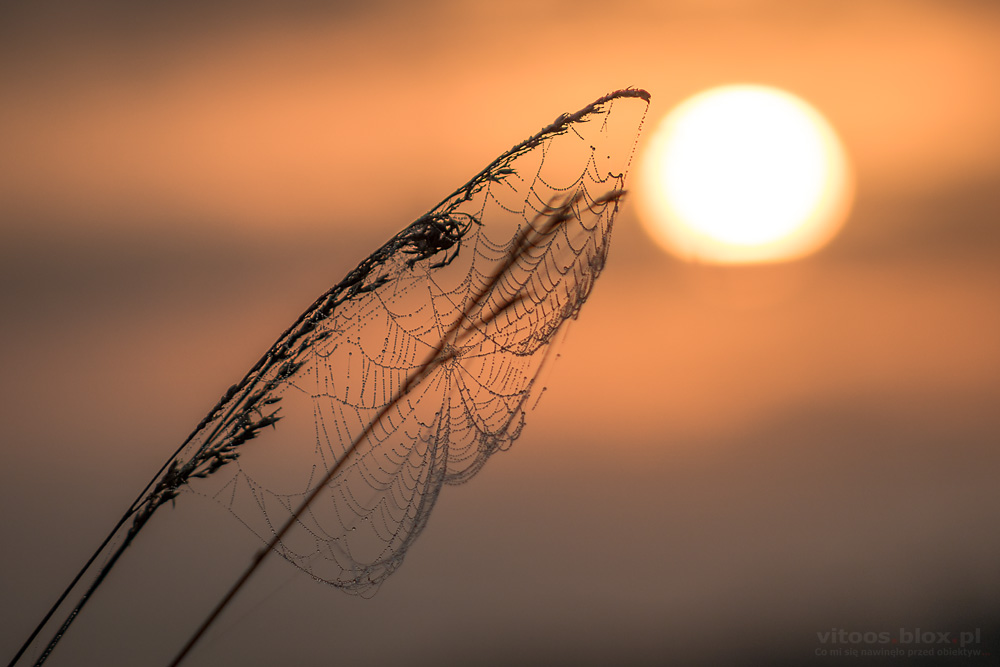 Fot. Witold Ochał, pajęczyny o poranku