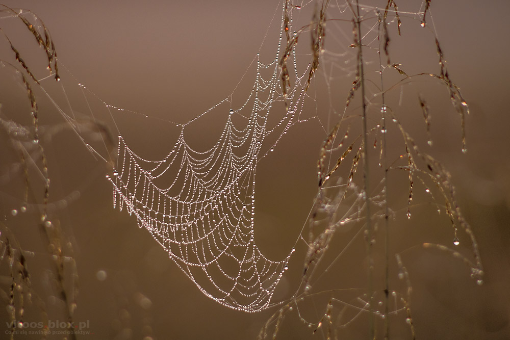 Fot. Witold Ochał, pajęczyny o poranku