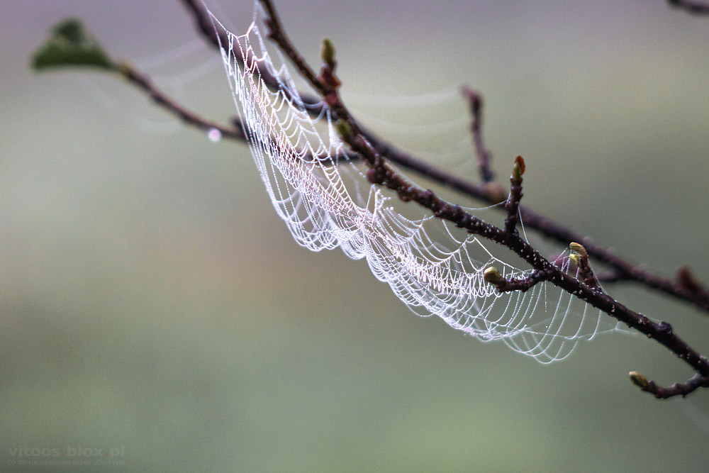 Fot. Witold Ochał, pajęczyny o poranku