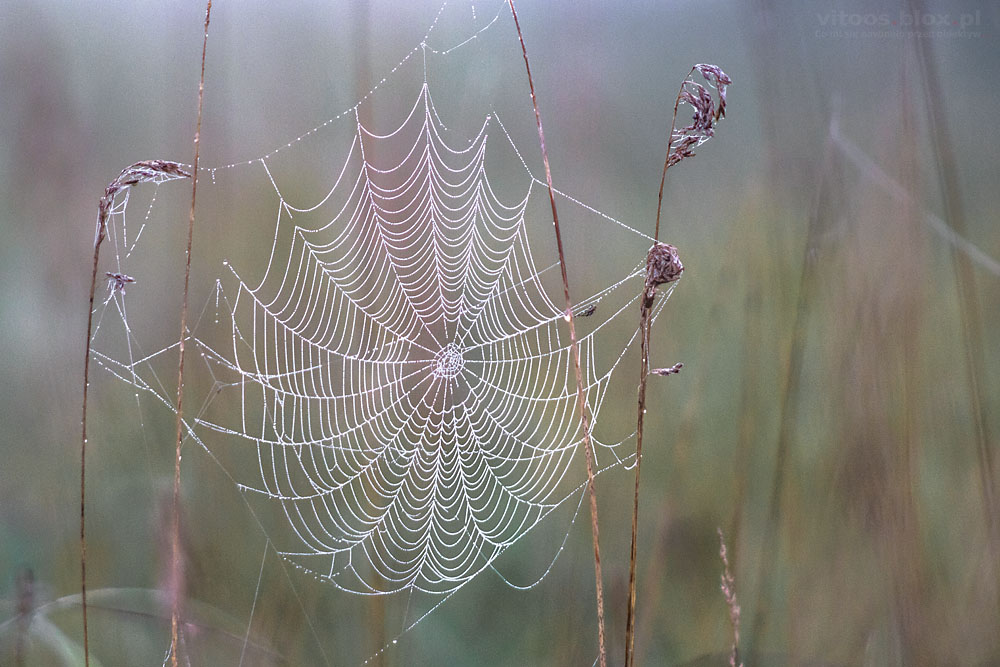 Fot. Witold Ochał, pajęczyny o poranku