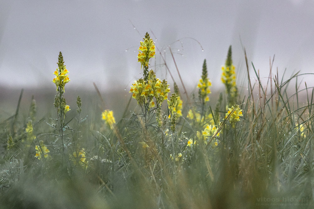 Fot. Witold Ochał, lnica pospolita