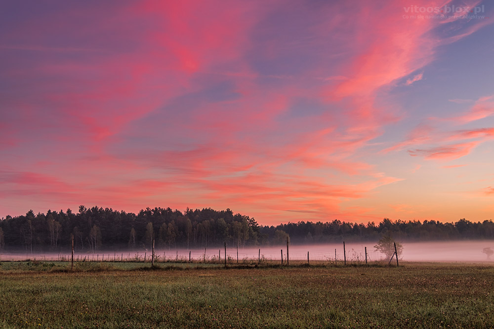 Fot. Witold Ochał, róże na niebie