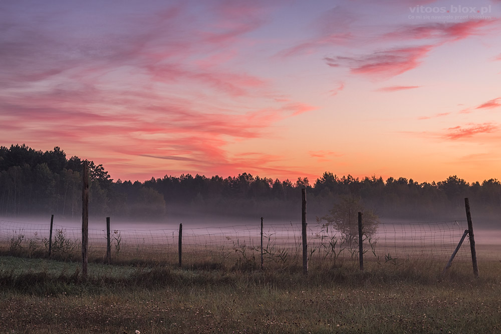 Fot. Witold Ochał, róże na niebie