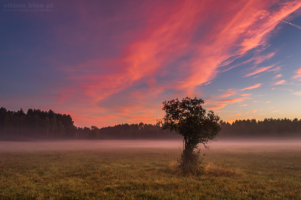 Fot. Witold Ochał, róże na niebie