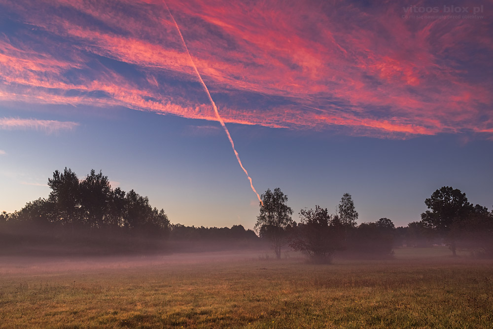 Fot. Witold Ochał, róże na niebie
