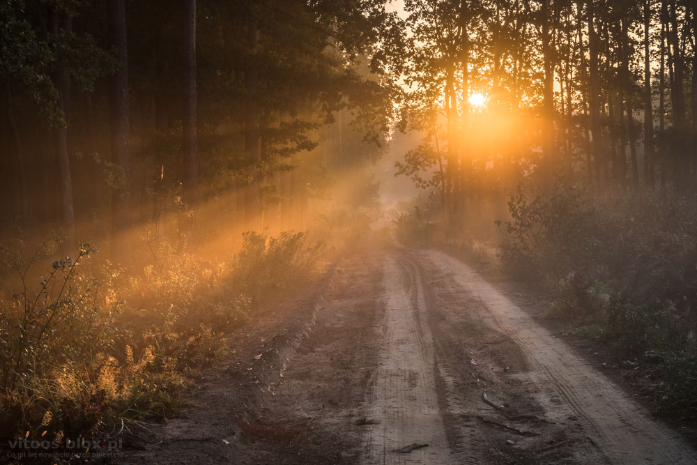 Fot. Witold Ochał, mglisty poranek w lesie