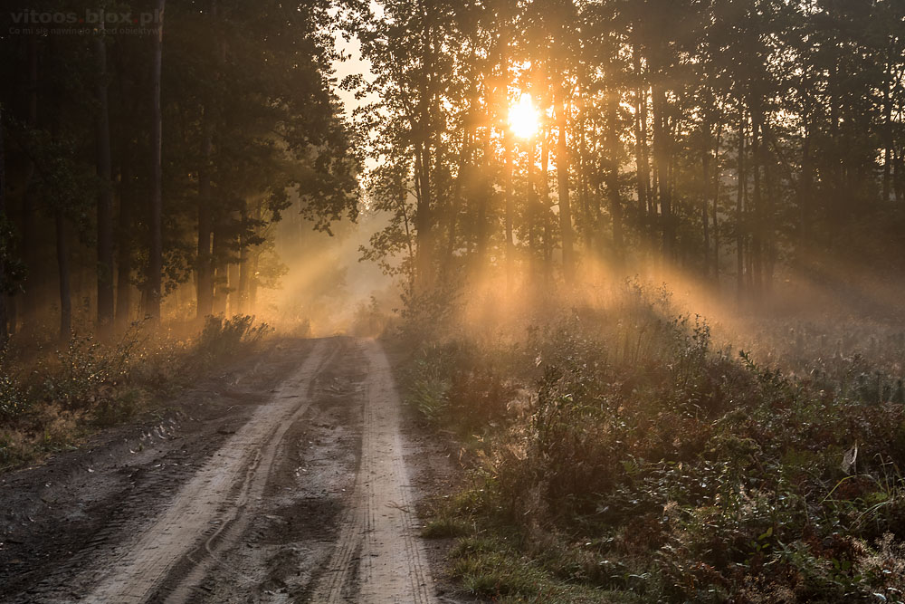 Fot. Witold Ochał, mglisty poranek w lesie