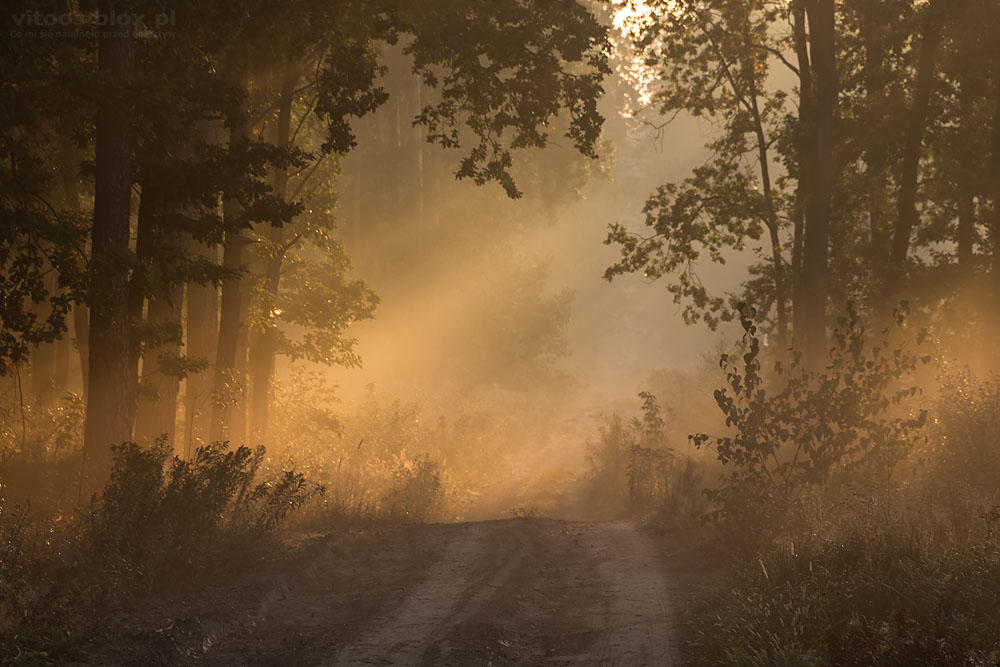 Fot. Witold Ochał, mglisty poranek w lesie
