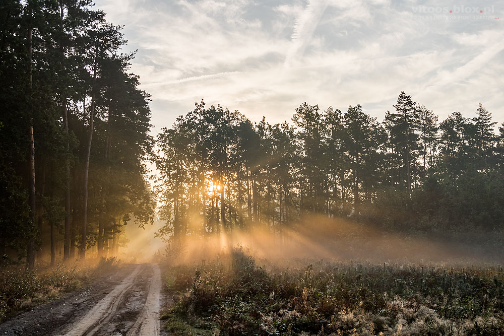 Fot. Witold Ochał, mglisty poranek w lesie