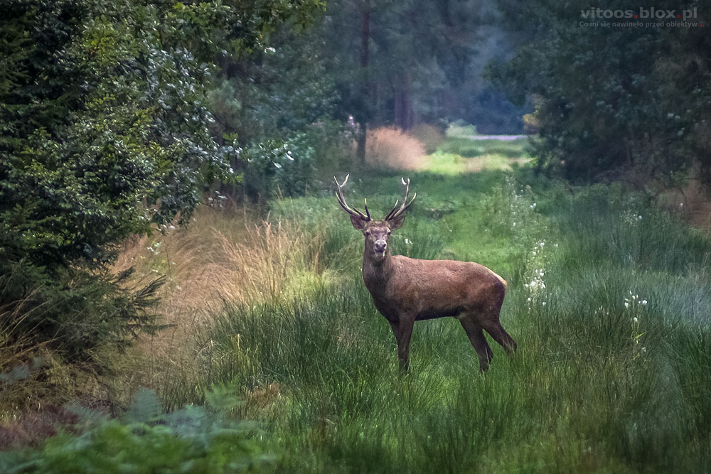 Fot. Witold Ochał, jeleń szlachetny