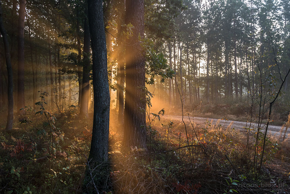 Fot. Witold Ochał, mglisty poranek w lesie