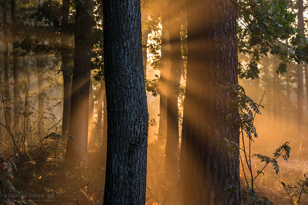 Fot. Witold Ochał, mglisty poranek w lesie