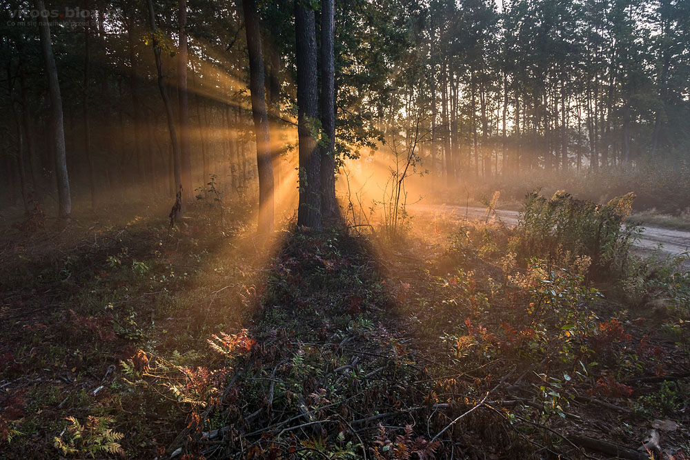Fot. Witold Ochał, mglisty poranek w lesie