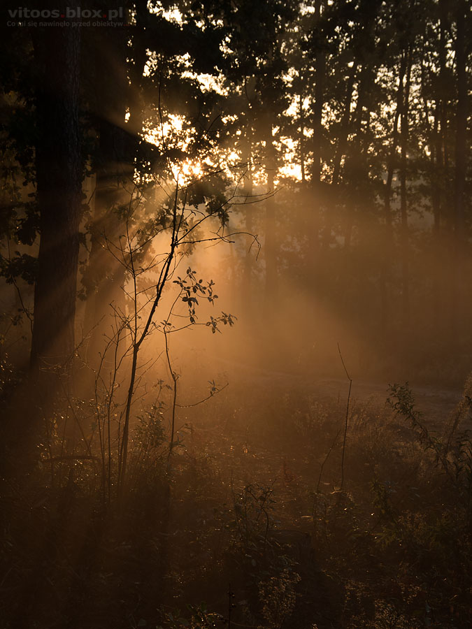 Fot. Witold Ochał, mglisty poranek w lesie