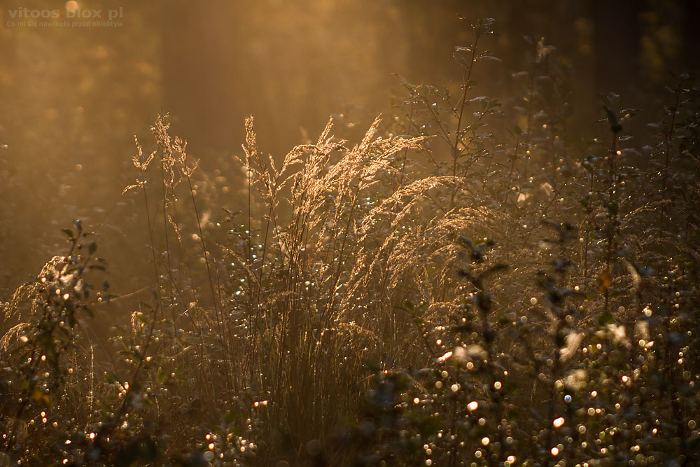 Fot. Witold Ochał, mglisty poranek w lesie