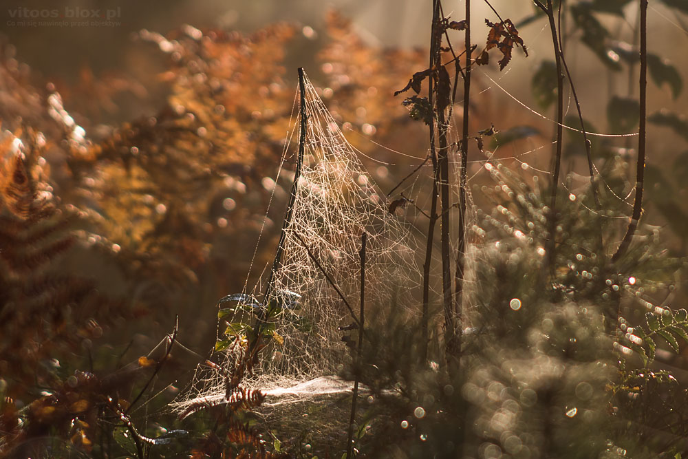 Fot. Witold Ochał, mglisty poranek w lesie