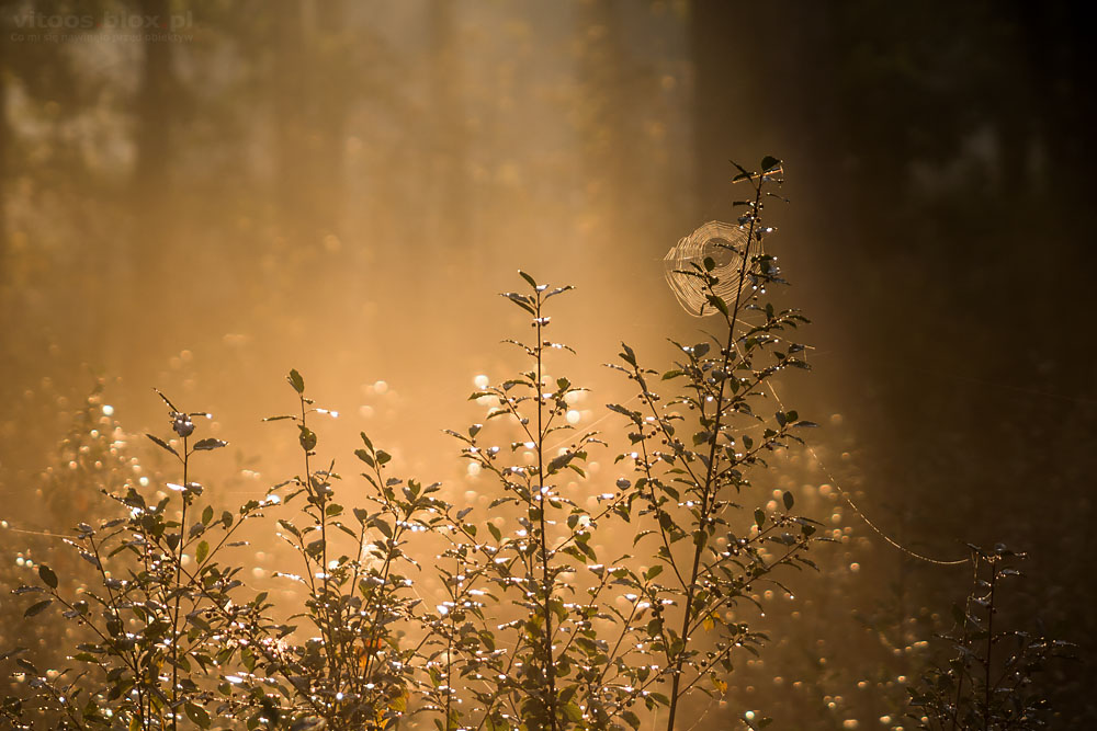 Fot. Witold Ochał, mglisty poranek w lesie