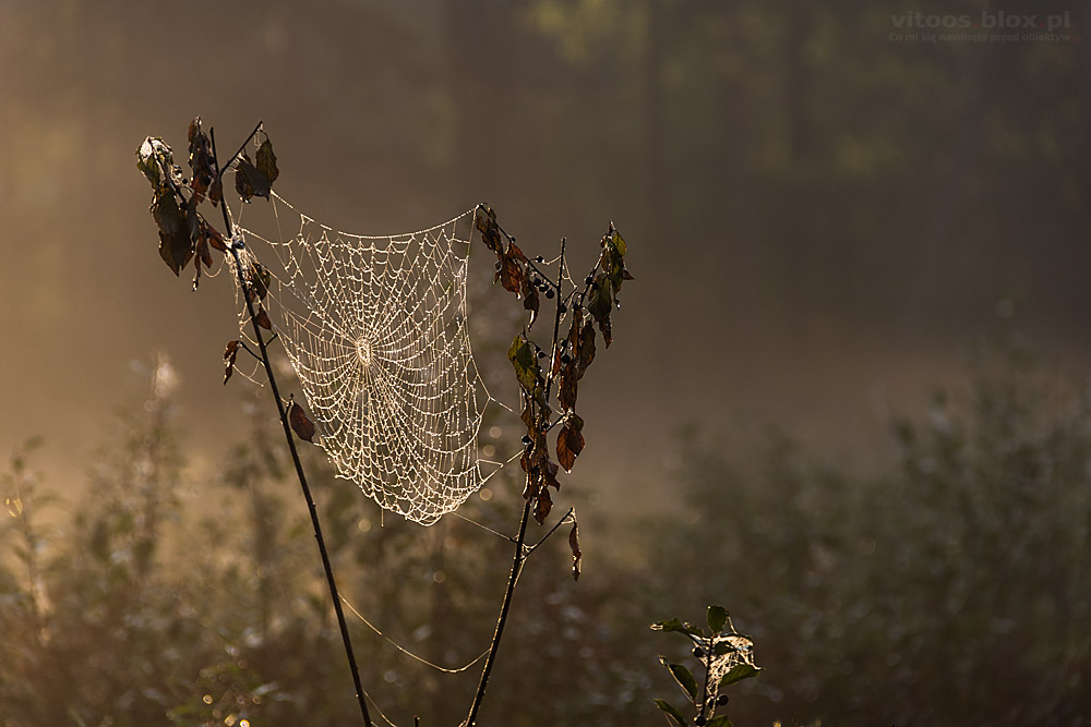 Fot. Witold Ochał, mglisty poranek w lesie
