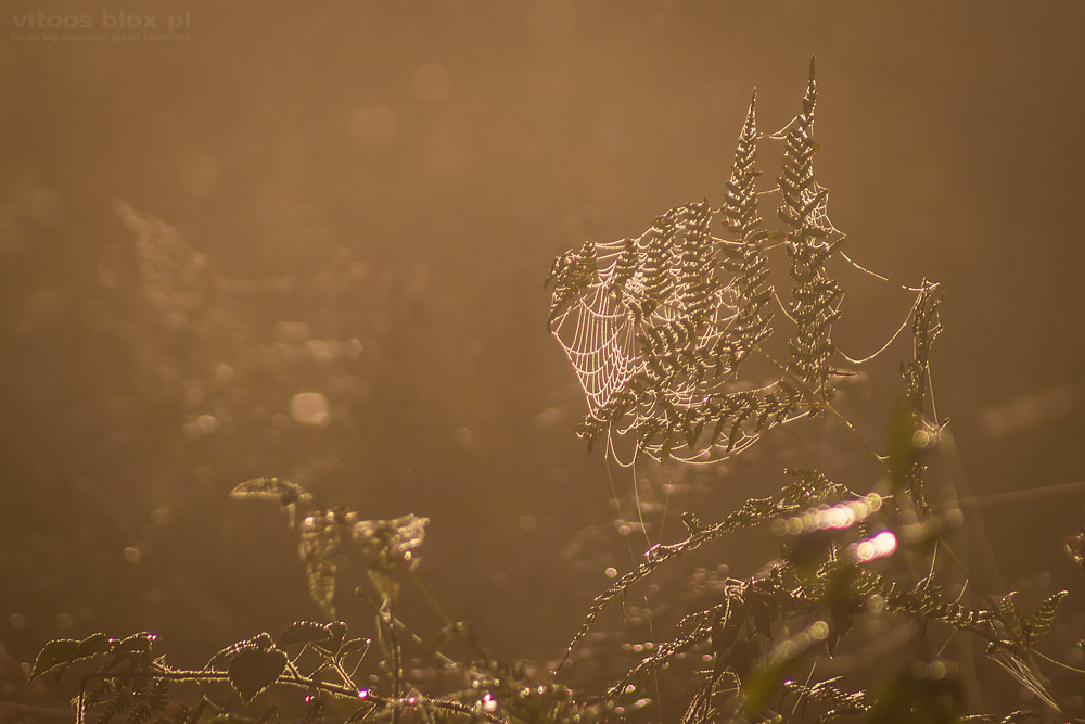 Fot. Witold Ochał, mglisty poranek w lesie