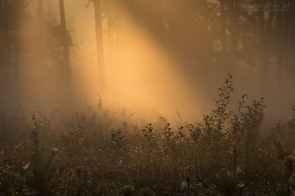 Fot. Witold Ochał, mglisty poranek w lesie