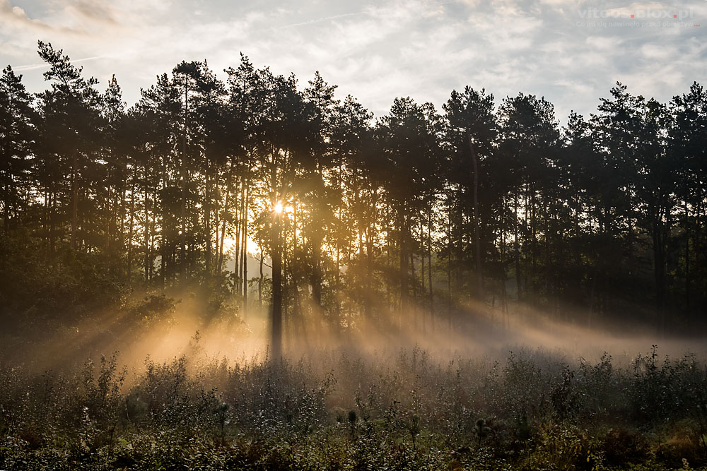 Fot. Witold Ochał, poranek w lesie