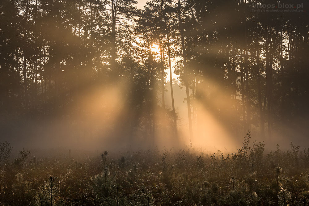 Fot. Witold Ochał, poranek w lesie