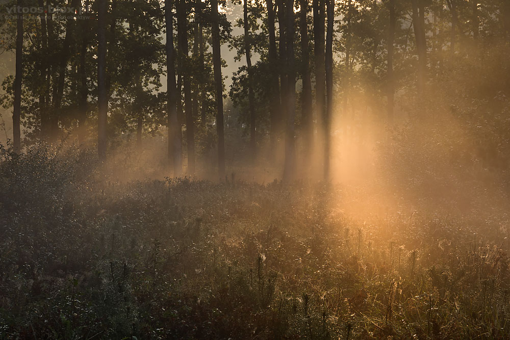 Fot. Witold Ochał, poranek w lesie