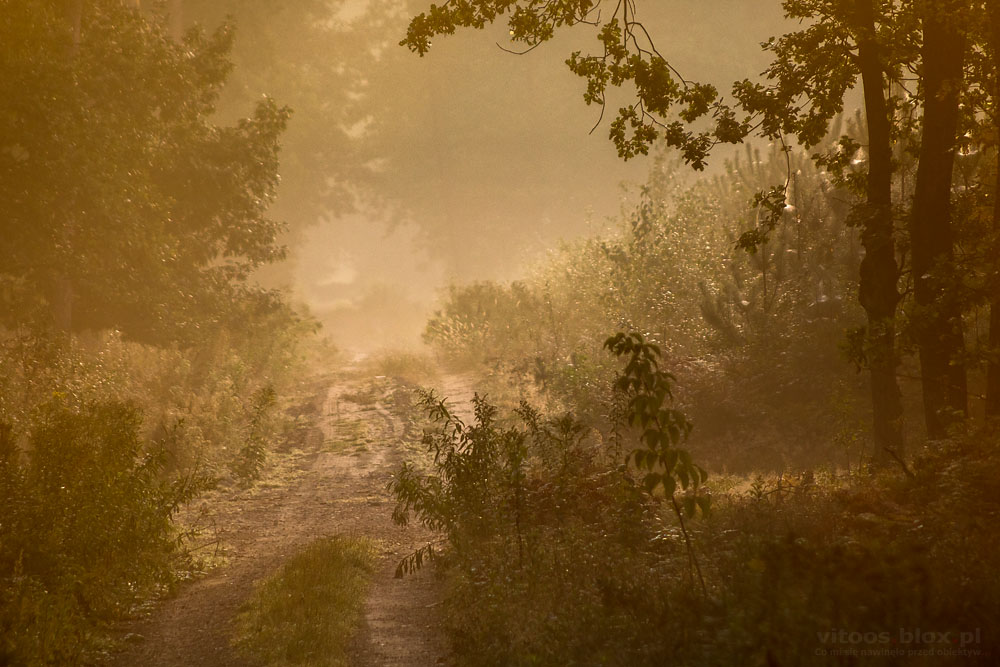 Fot. Witold Ochał, poranek w lesie