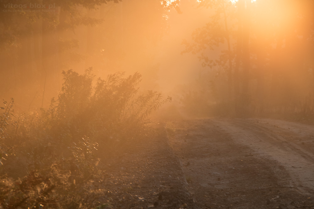 Fot. Witold Ochał, poranek w lesie