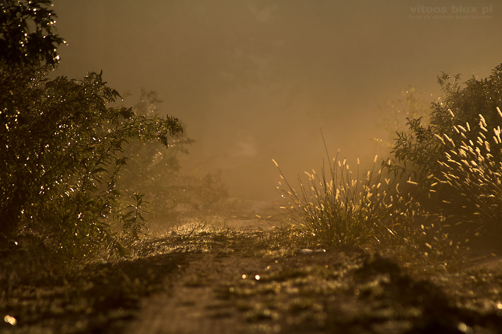 Fot. Witold Ochał, poranek w lesie