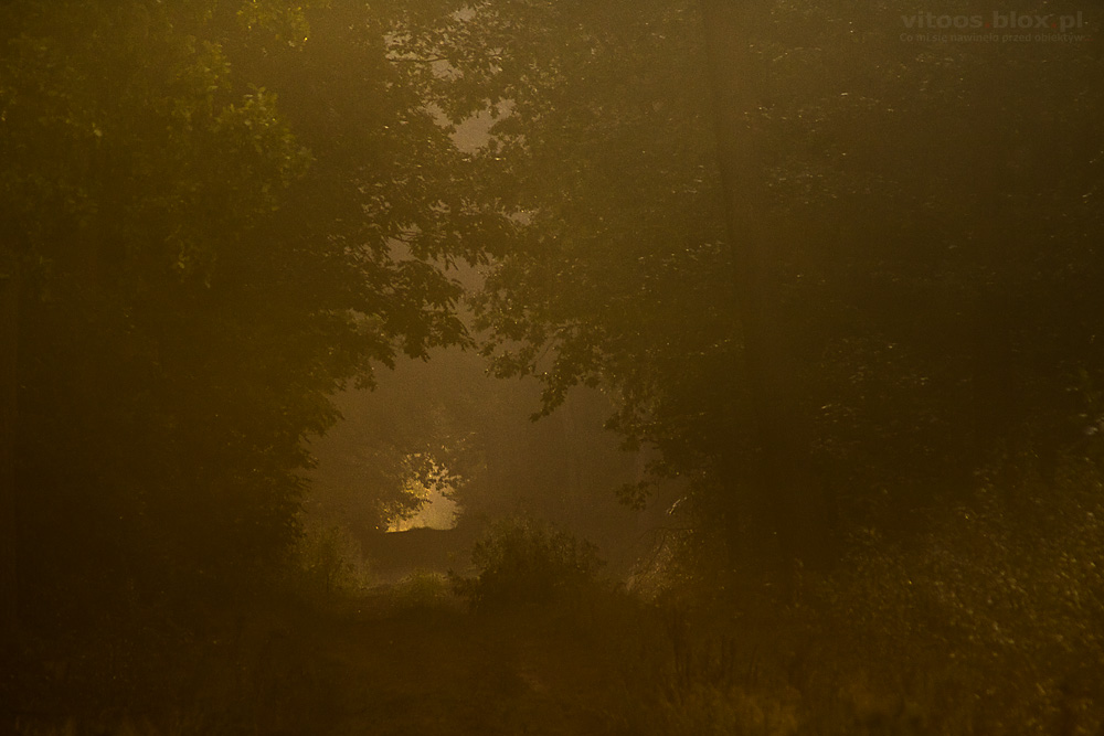 Fot. Witold Ochał, poranek w lesie
