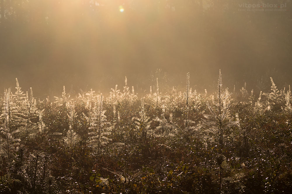 Fot. Witold Ochał, poranek w lesie