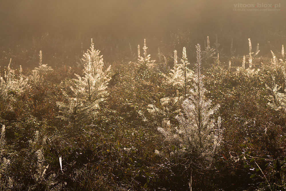 Fot. Witold Ochał, poranek w lesie