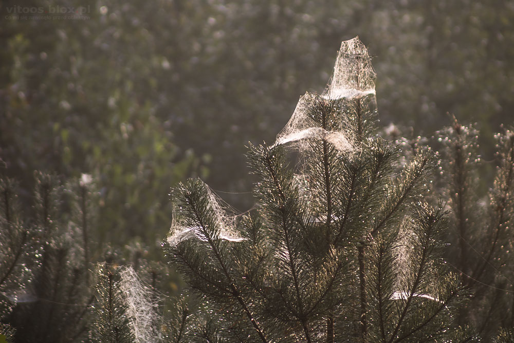 Fot. Witold Ochał, poranek w lesie