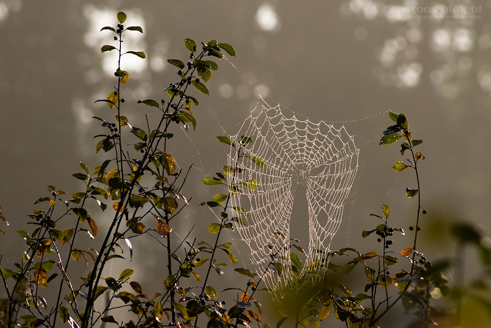 Fot. Witold Ochał, poranek w lesie