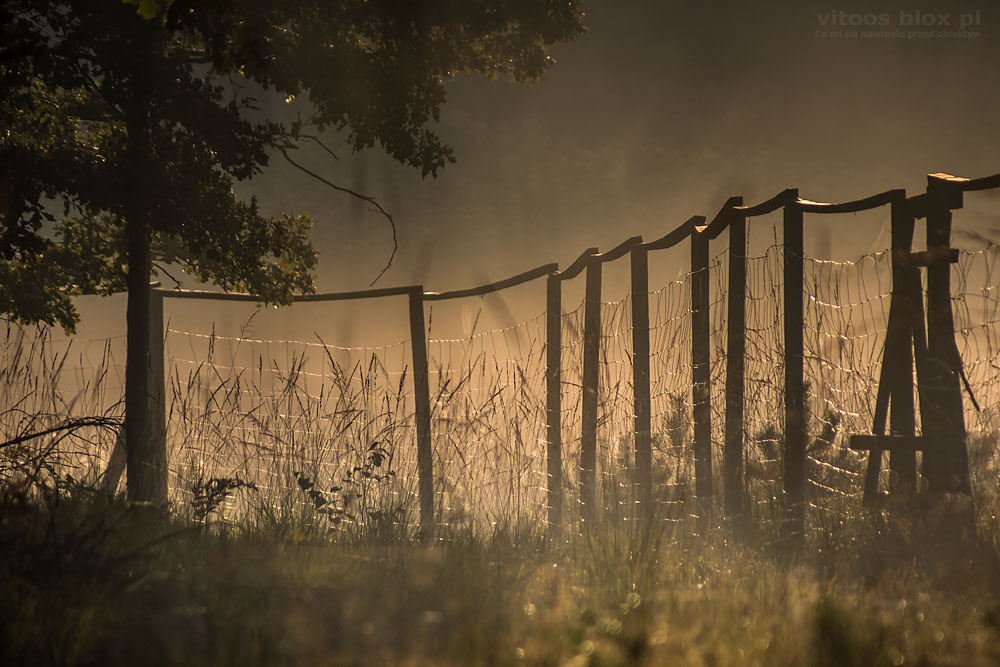 Fot. Witold Ochał, poranny spacer po lesie