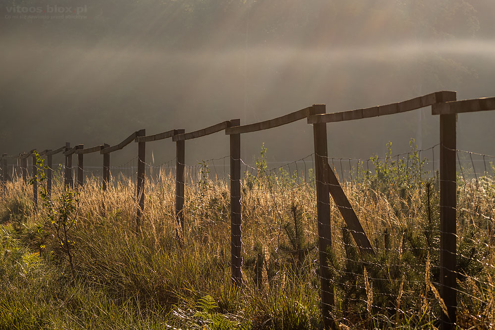 Fot. Witold Ochał, poranny spacer po lesie