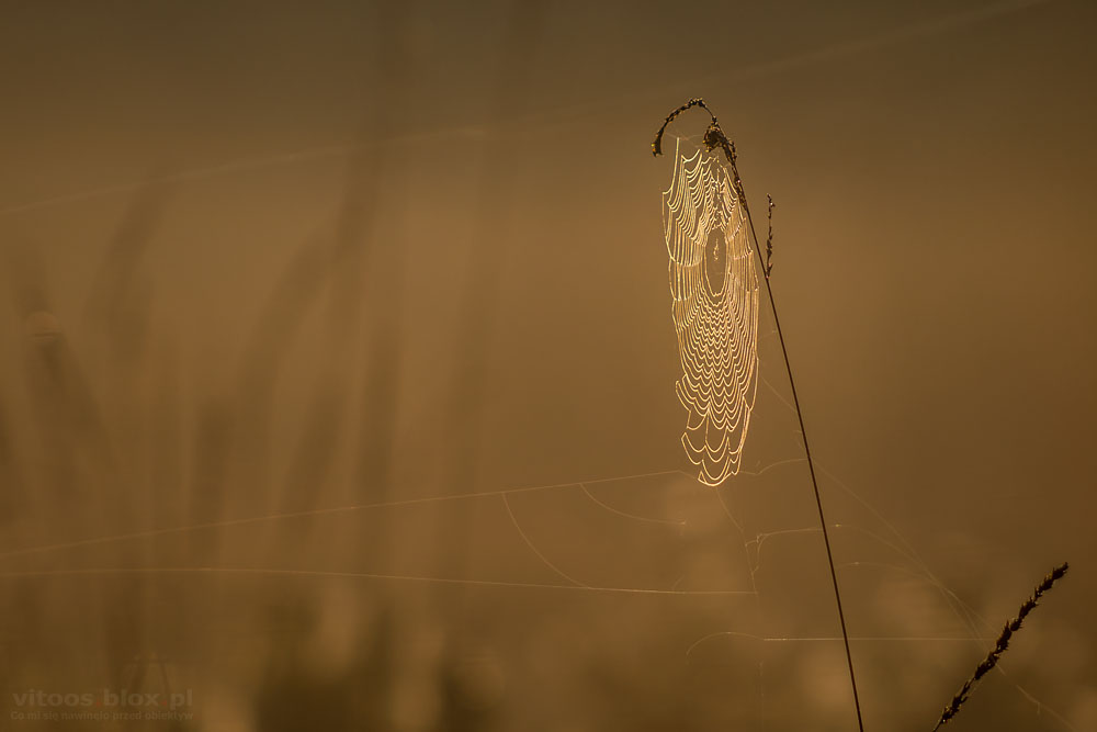 Fot. Witold Ochał, pajęczyna