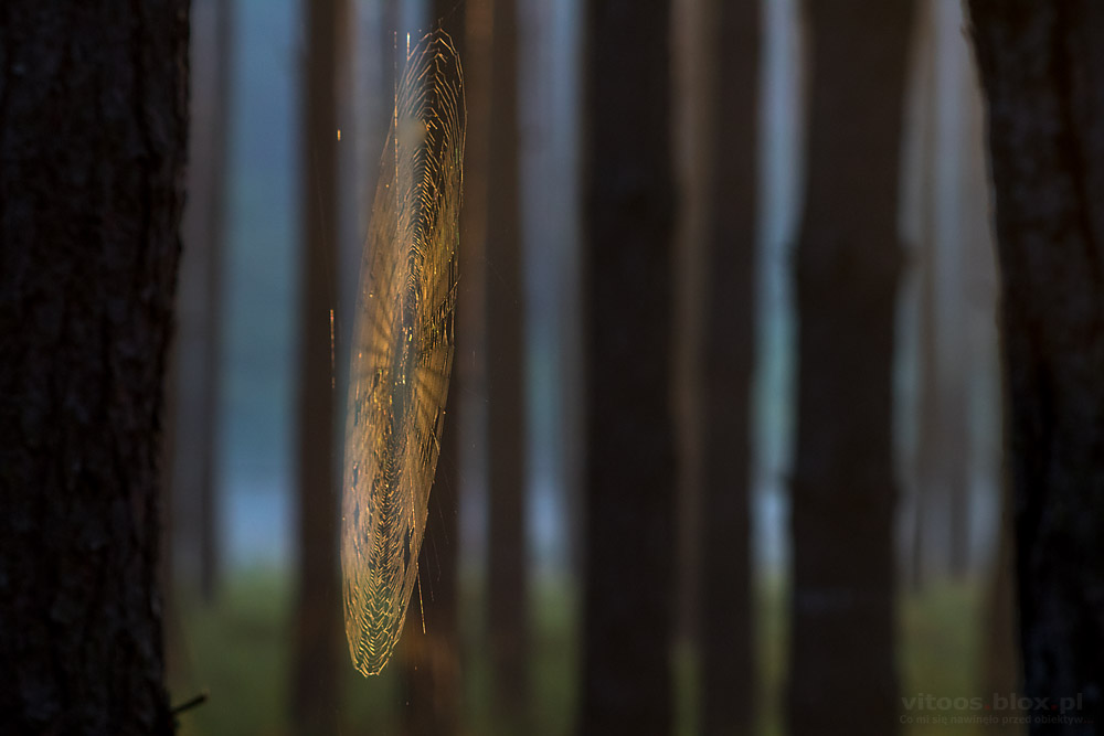 Fot. Witold Ochał, pajęczyna