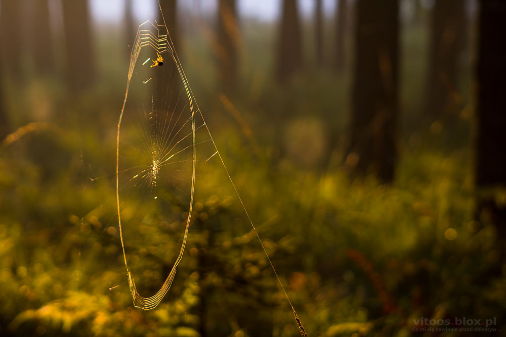 Fot. Witold Ochał, pajęczyna