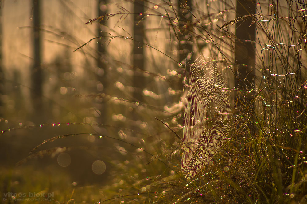 Fot. Witold Ochał, pajęczyna
