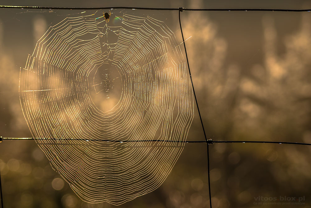 Fot. Witold Ochał, pajęczyna