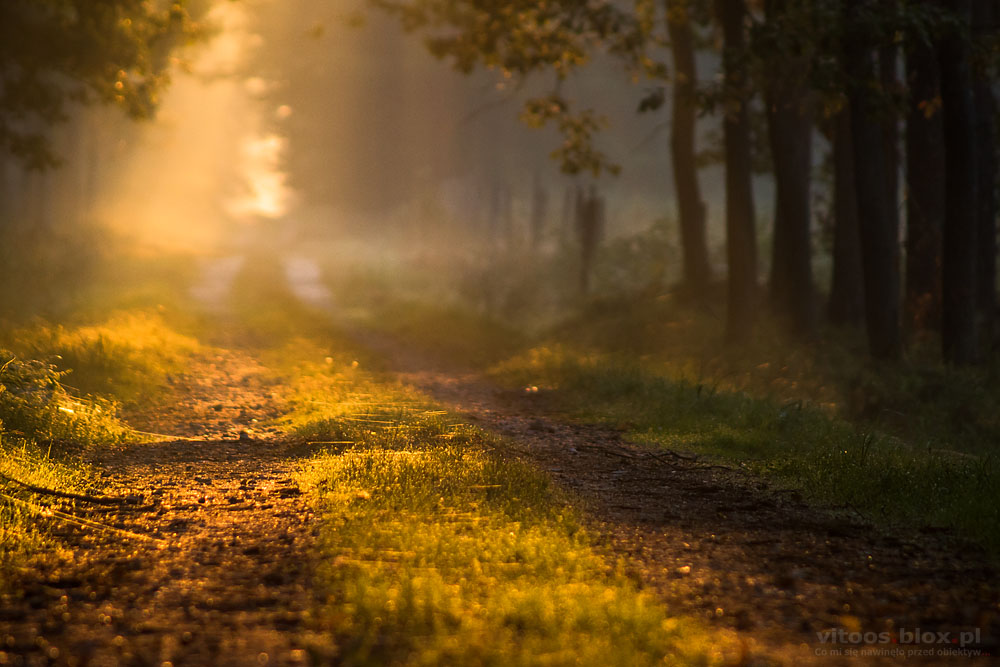 Fot. Witold Ochał, Czarna Sędziszowska, spacer po lesie