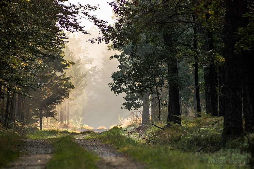 Fot. Witold Ochał, Czarna Sędziszowska, spacer po lesie
