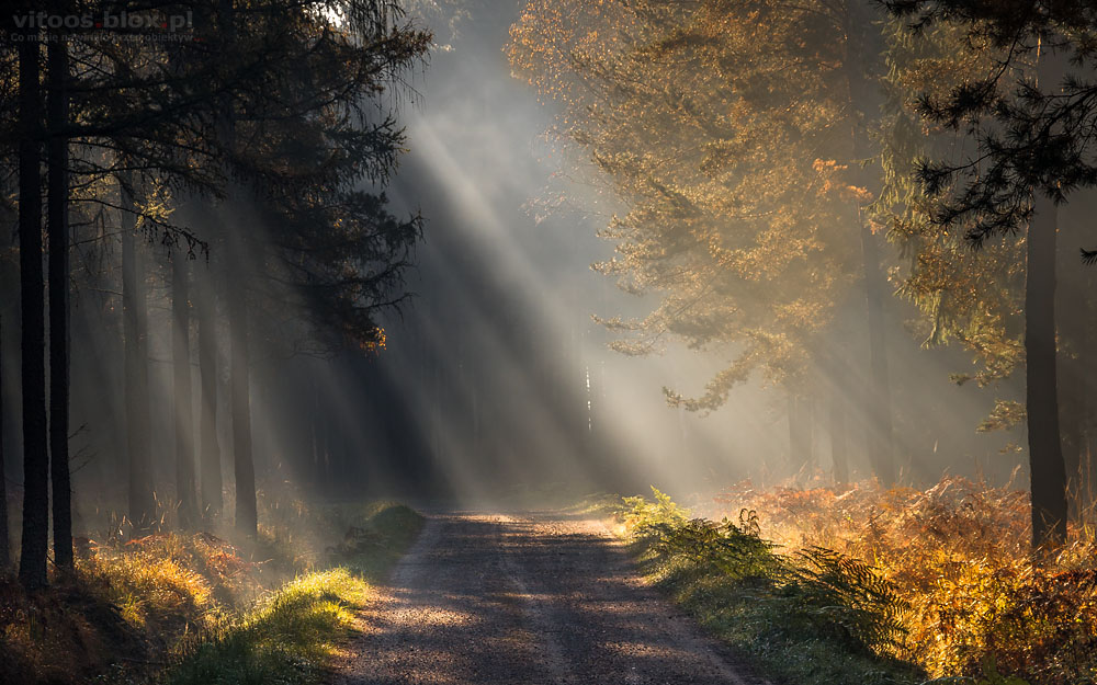 Fot. Witold Ochał, Czarna Sędziszowska, poranek, mgła
