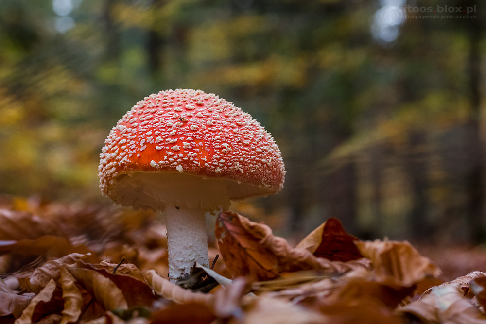 Fot. Witold Ochał, grzyby w lesie