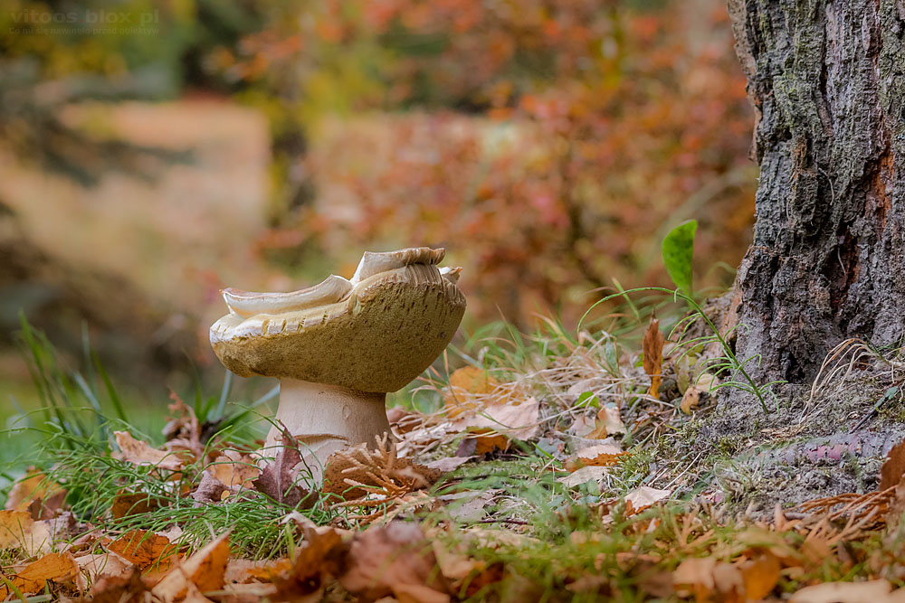 Fot. Witold Ochał, grzyby w lesie